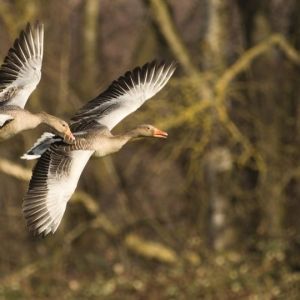 Nieuwe factsheet ondersteunt soortenanalyses voor Natura 2000